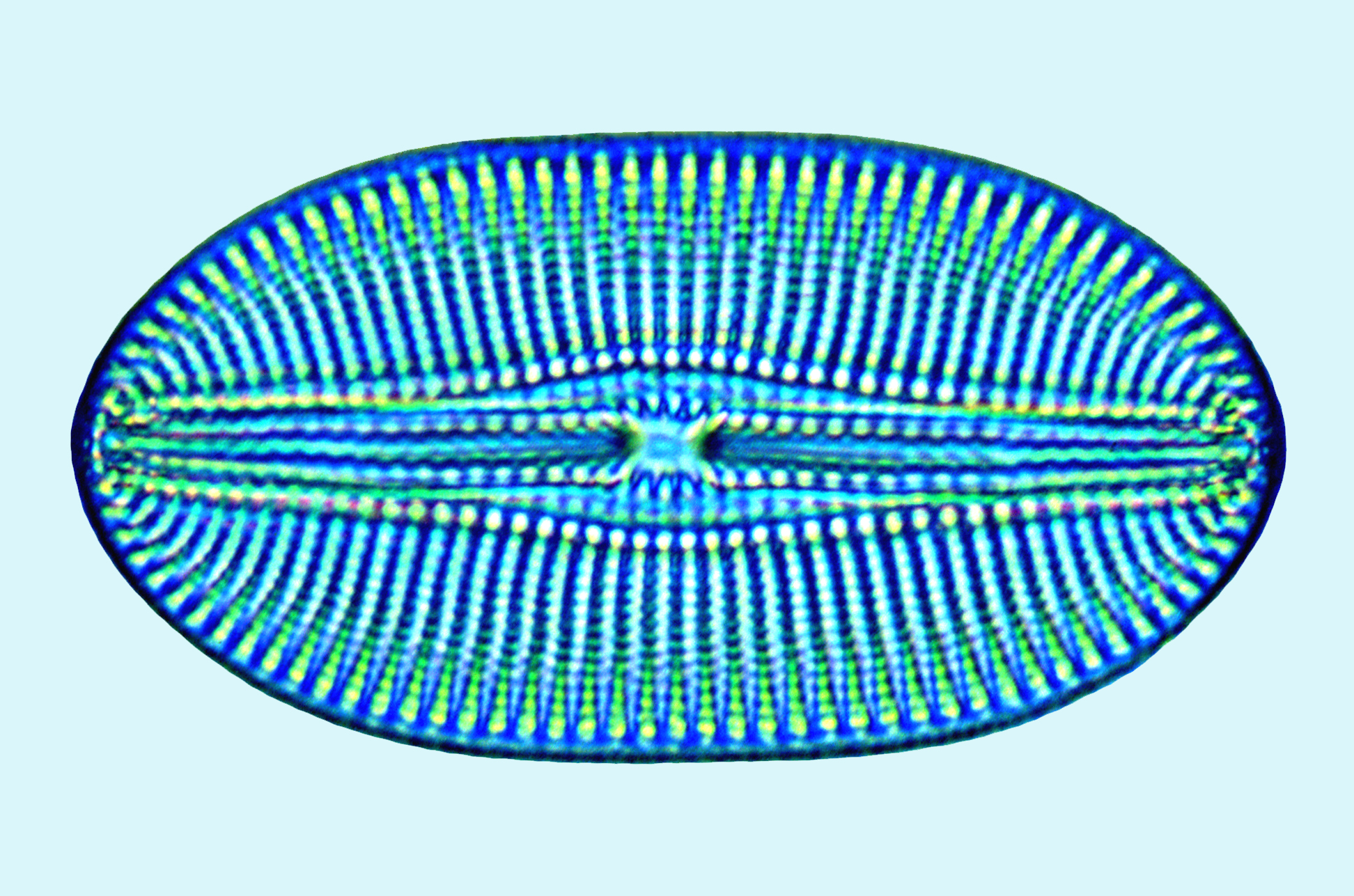 Diplovacil Diploneis vacillans